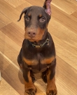 Charming Doberman Puppy for rehoming